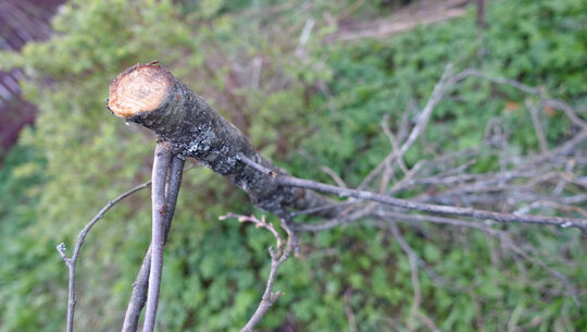 підготовка гілок до подрібнювання в подрібнювачі
